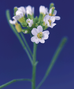 2004 No. 0247 